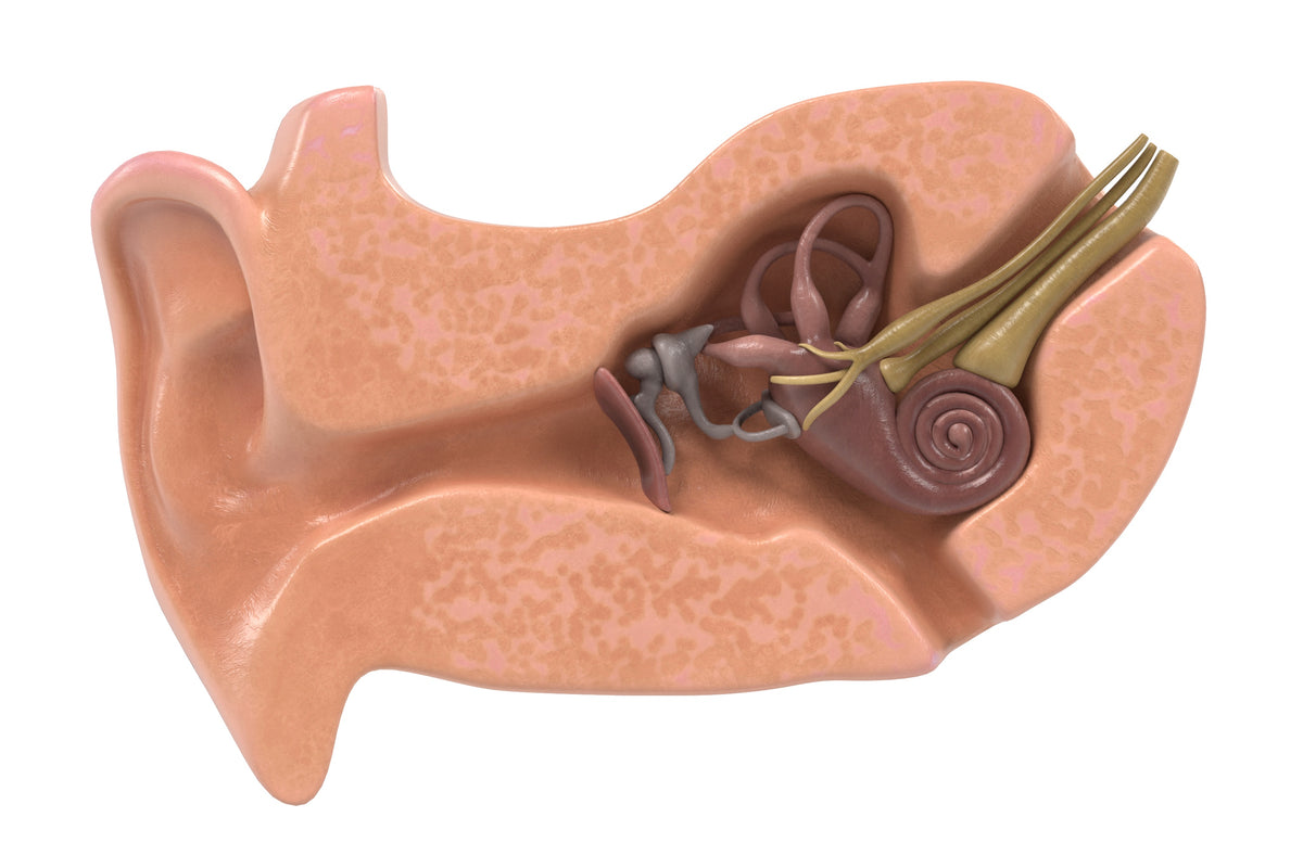 Inside the Ear